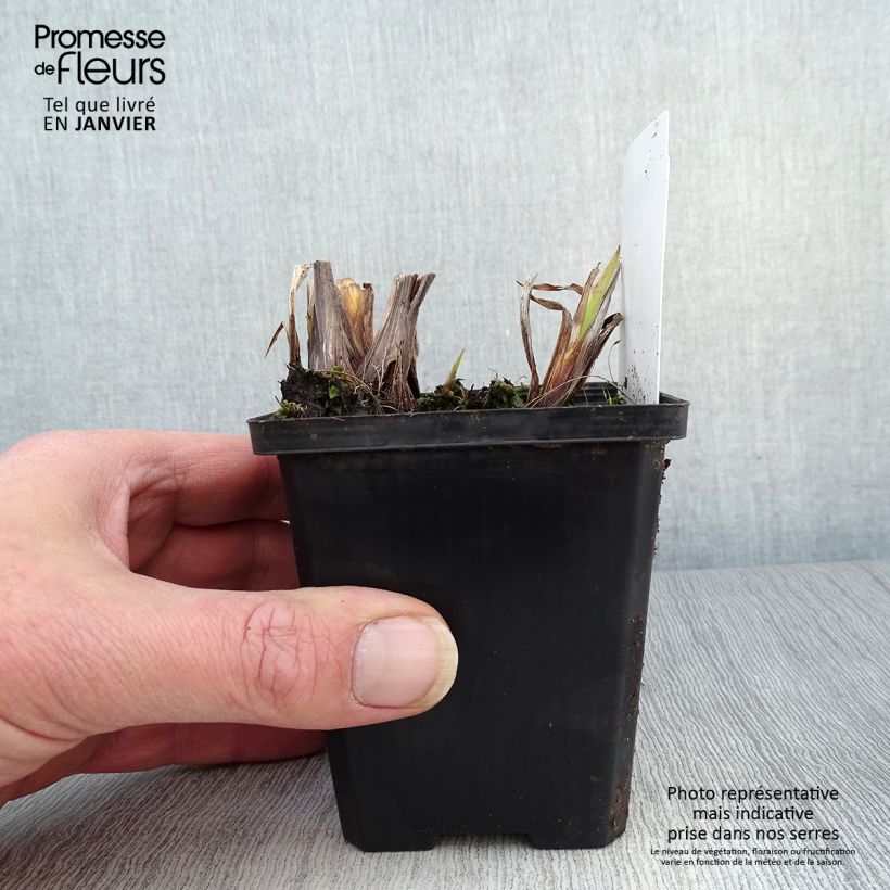 Spécimen de Iris pseudacorus var. bastardii - Iris des marais Godet de 8/9 cm tel que livré en hiver