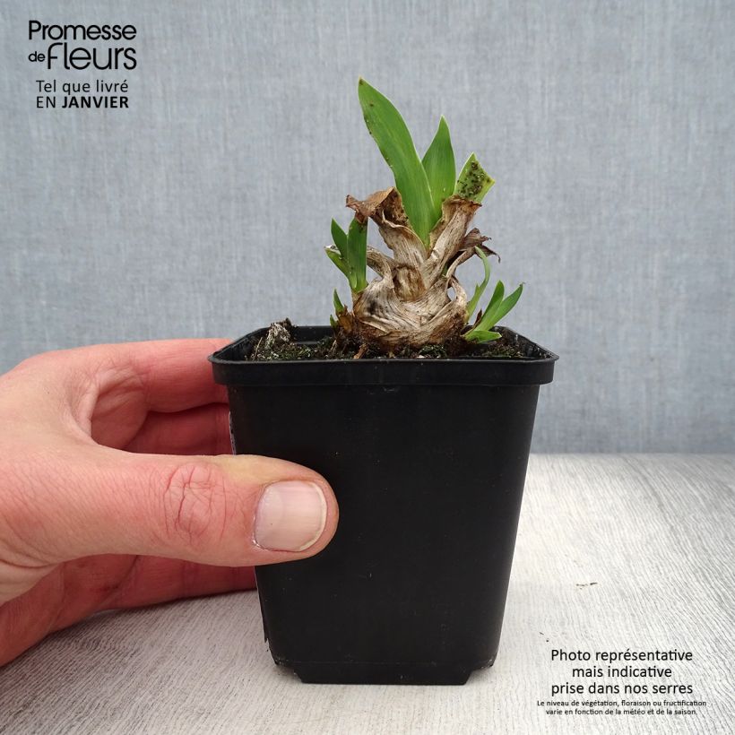 Spécimen de Iris pumila Azurea - Iris nain ou Iris de rocaille Godet de 8/9 cm tel que livré en hiver