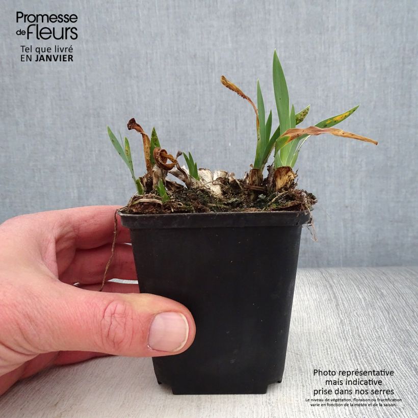 Spécimen de Iris pumila Brannigan - Iris nain ou de rocaille Godet de 8/9 cm, Calibre 4/6 tel que livré en hiver