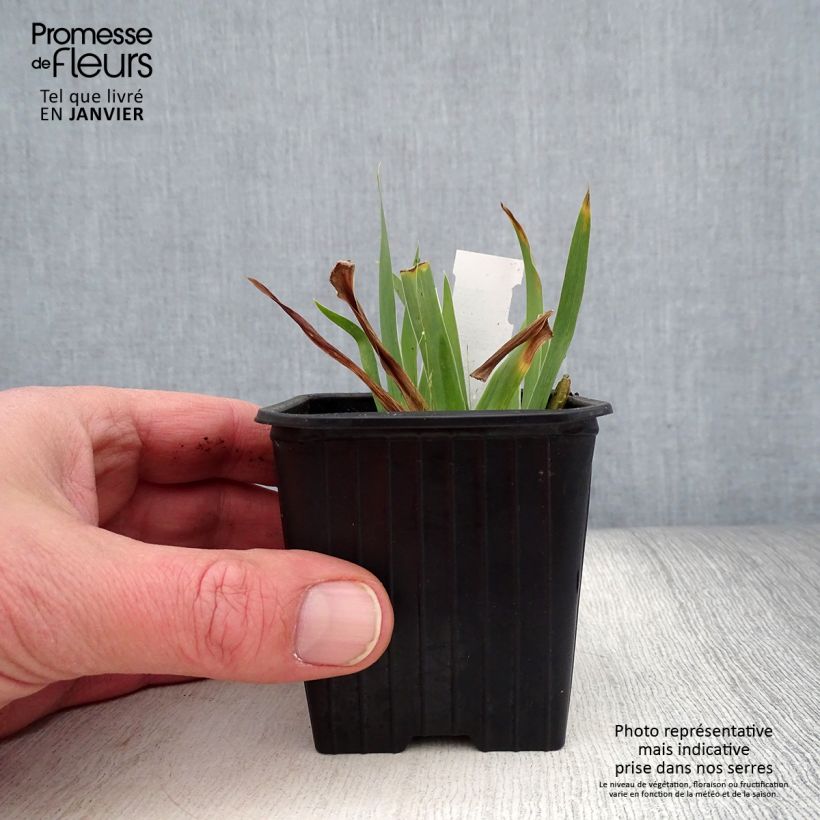 Spécimen de Iris pumila Crispy - Iris des Jardins nain ou miniature Godet de 8/9 cm tel que livré en hiver