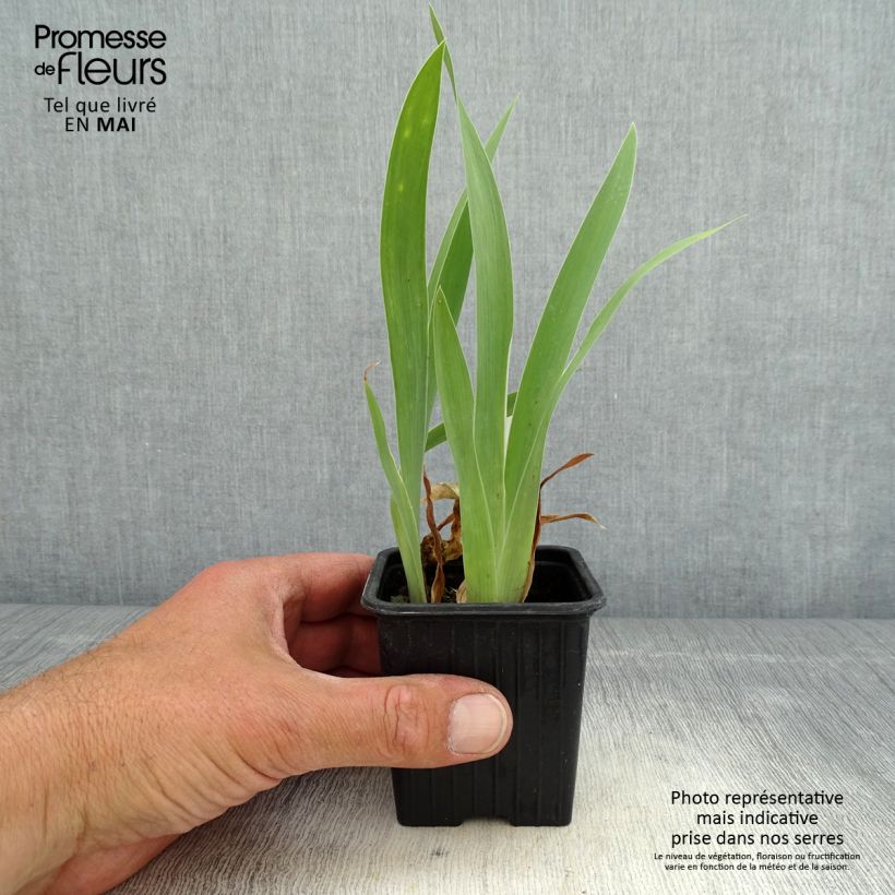 Spécimen de Iris pumila Crispy - Iris des Jardins nain ou miniature Godet de 8/9 cm tel que livré au printemps