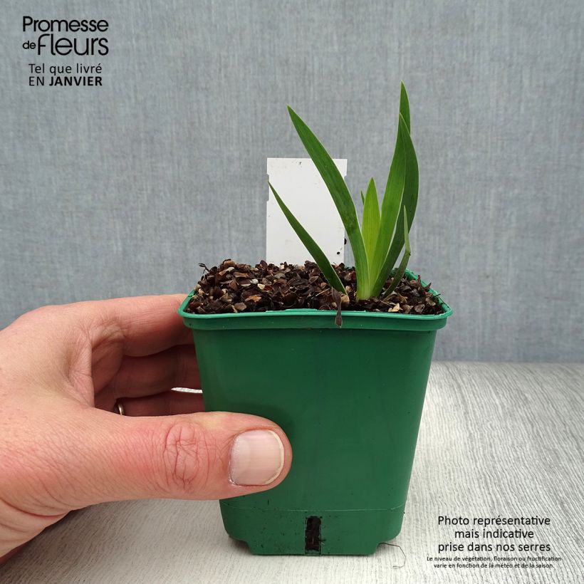 Spécimen de Iris pumila Jaune - Iris nain Godet de 8/9 cm tel que livré en hiver