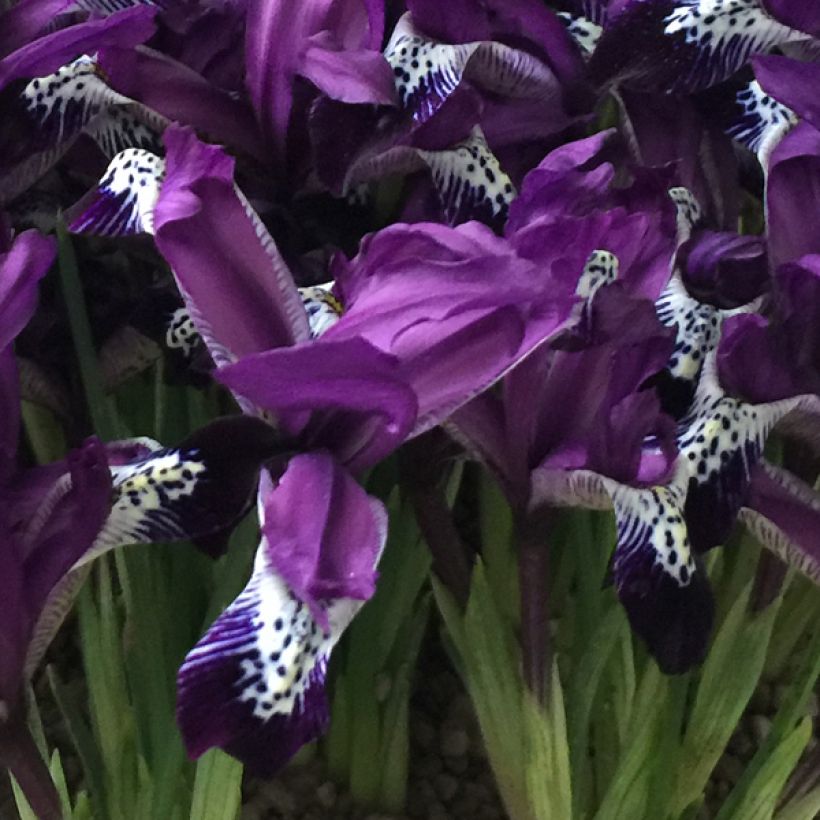 Iris reticulata Spot On (Floraison)