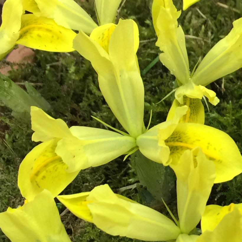 Iris reticulata Sunshine (Floraison)