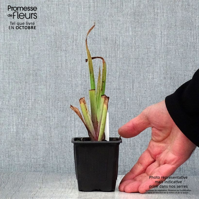 Spécimen de Iris robusta Dark Aura  Godet de 8/9 cm tel que livré en automne