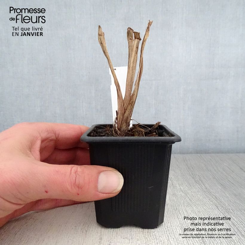 Spécimen de Iris robusta Dark Aura  Godet de 8/9 cm tel que livré en hiver