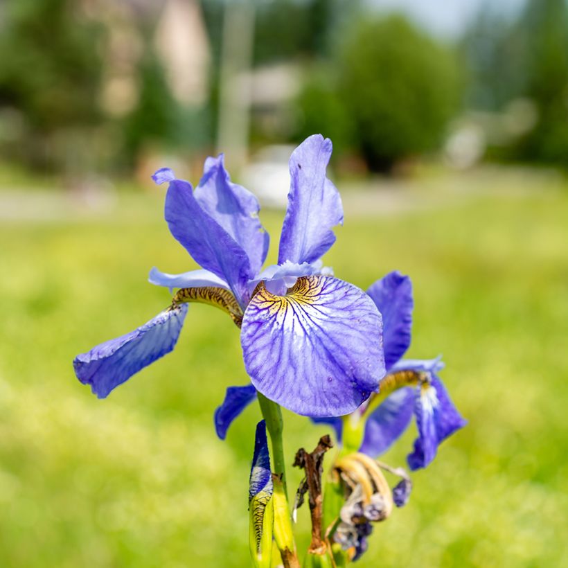 Iris sibirica Fran's gold - Iris de Sibérie (Floraison)