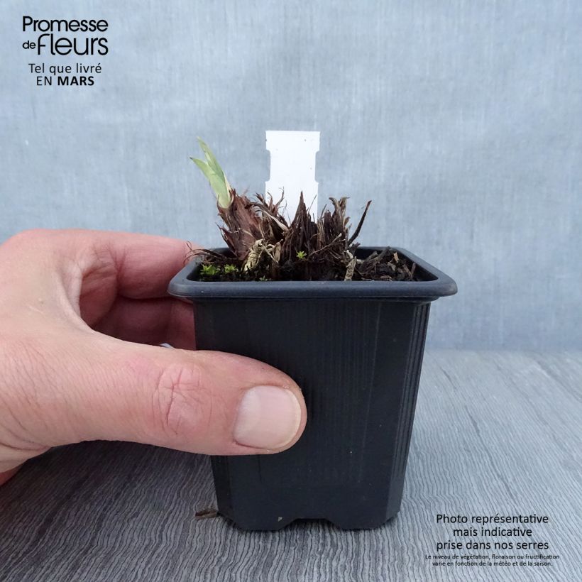 Spécimen de Iris sibirica Concord Crush - Iris de Sibérie Godet de 8/9 cm tel que livré au printemps