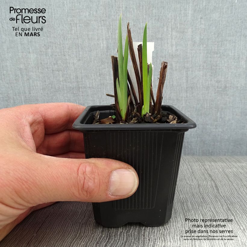 Spécimen de Iris sibirica Concord Crush - Iris de Sibérie Godet de 8/9 cm tel que livré en hiver