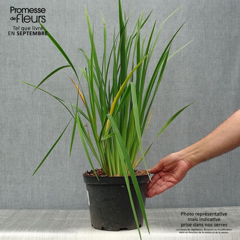 Spécimen de Iris sibirica Fran's gold - Iris de Sibérie Pot de 2L/3L tel que livré en automne