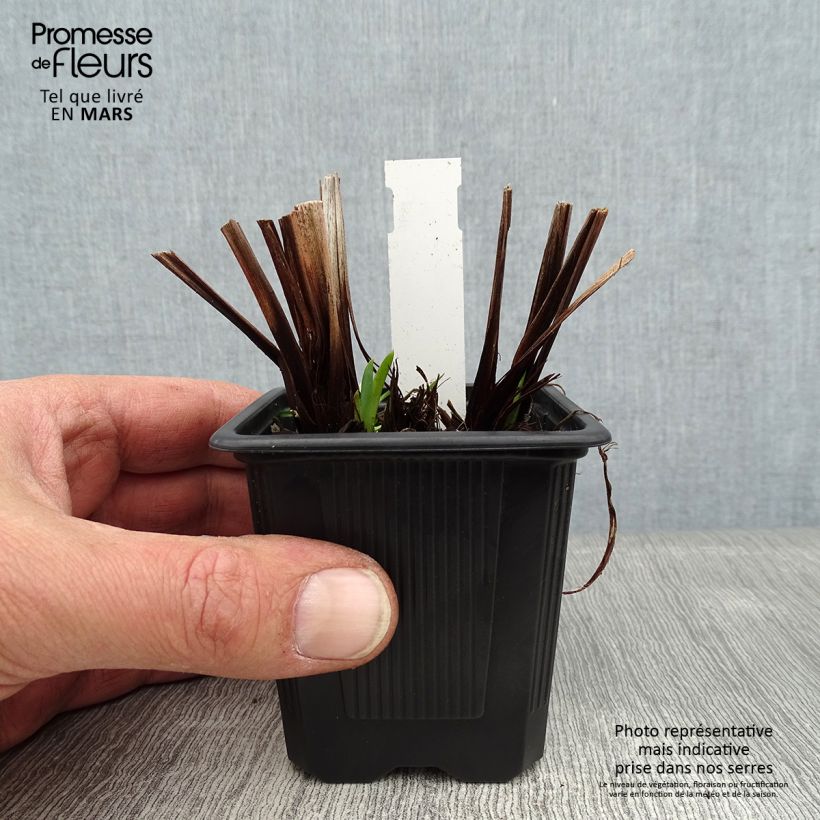 Spécimen de Iris sibirica Not Quite White - Iris de Sibérie Godet de 8/9 cm tel que livré en hiver