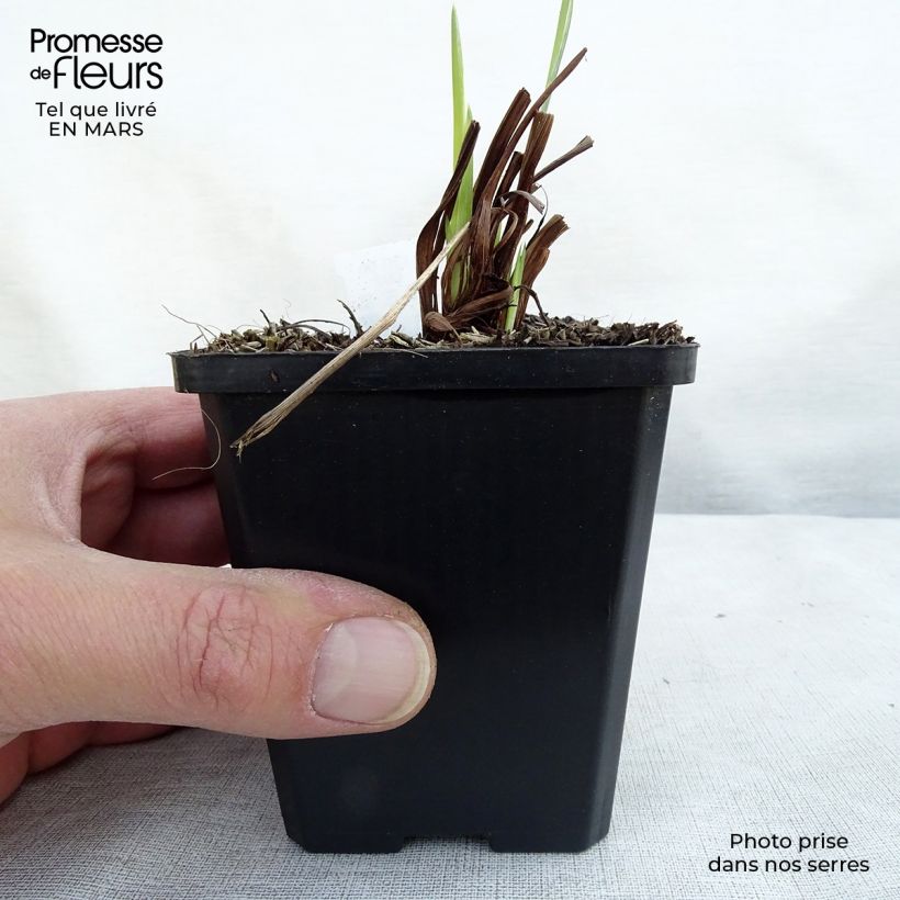 Spécimen de Iris sibirica Perry's Blue - Iris de Sibérie Godet de 8/9 cm tel que livré en hiver