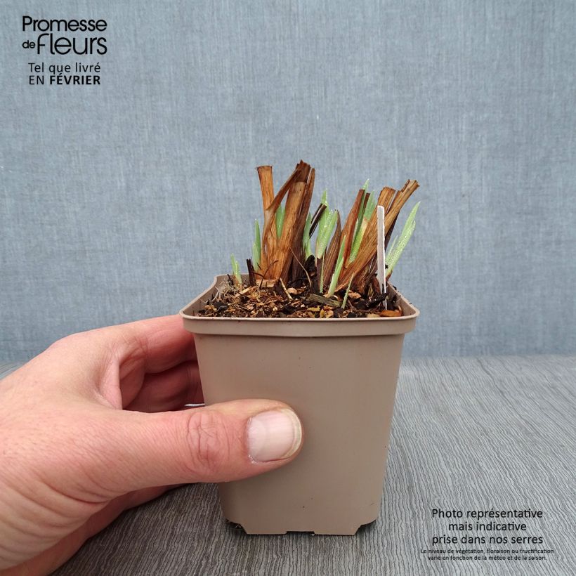 Spécimen de Iris sibirica Persimmon - Iris de Sibérie Godet de 8/9 cm tel que livré en hiver
