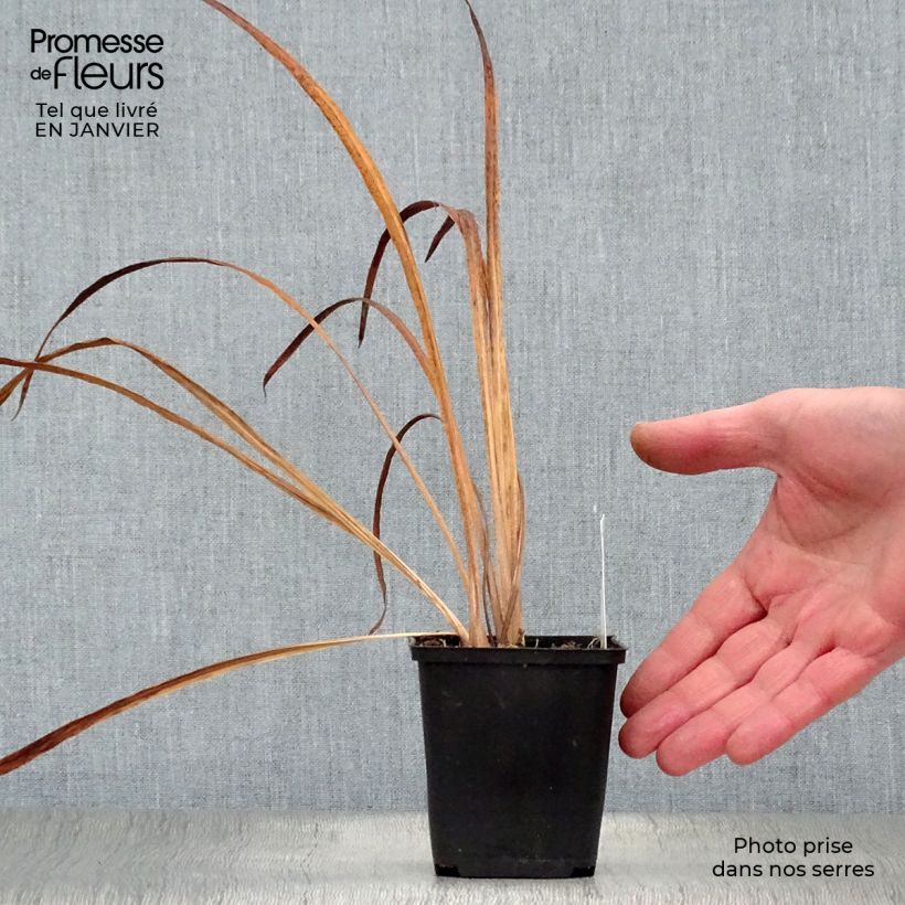 Spécimen de Iris sibirica Snow Queen - Iris de Sibérie Godet de 8/9 cm tel que livré en hiver