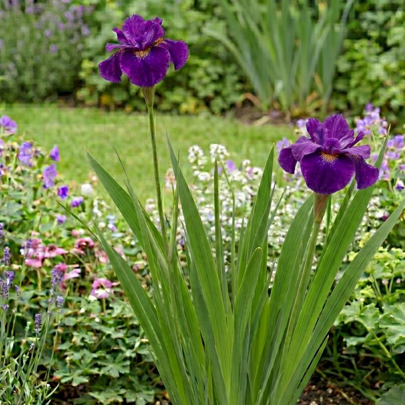 Iris sibirica Spindazzle - Iris de Sibérie (Port)