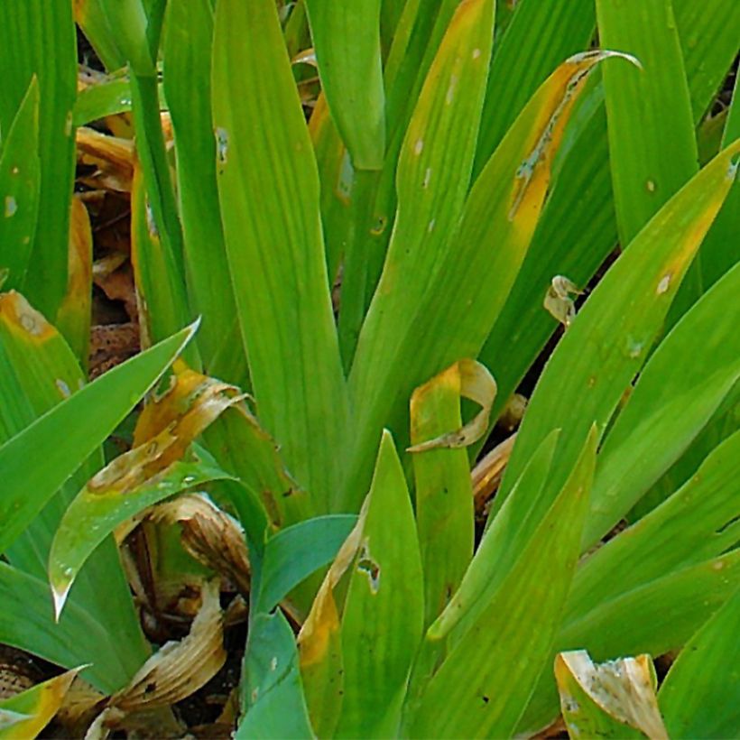 Iris tectorum - Iris des toits (Feuillage)