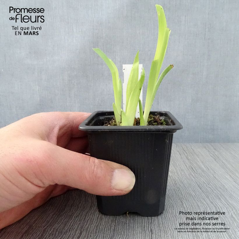 Spécimen de Iris tectorum - Iris des toits Godet de 8/9 cm tel que livré au printemps
