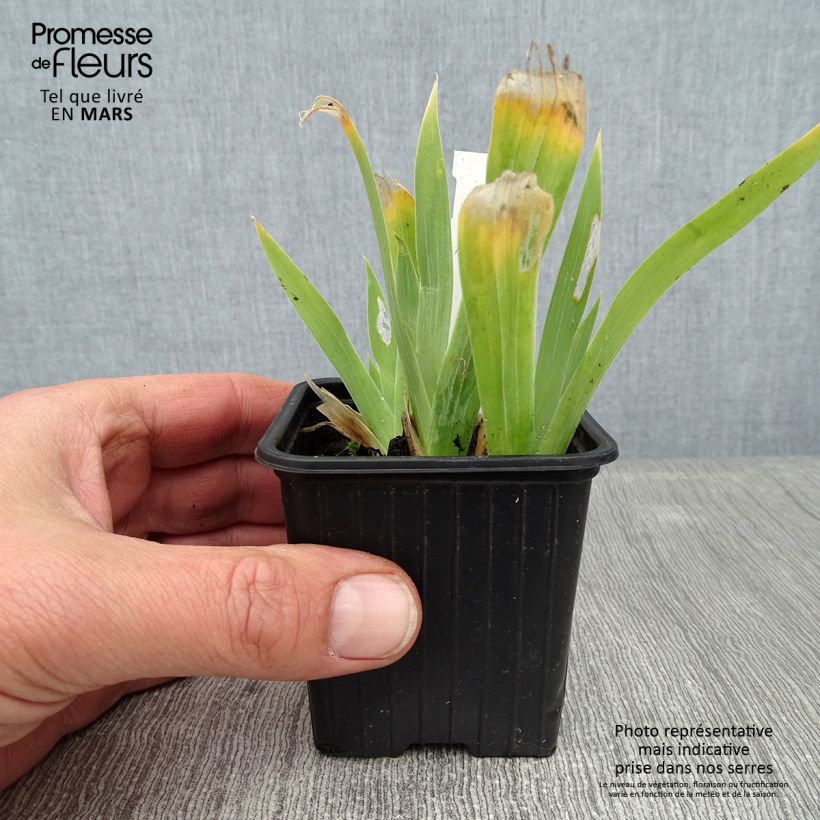 Spécimen de Iris tectorum - Iris des toits Godet de 8/9 cm tel que livré en hiver