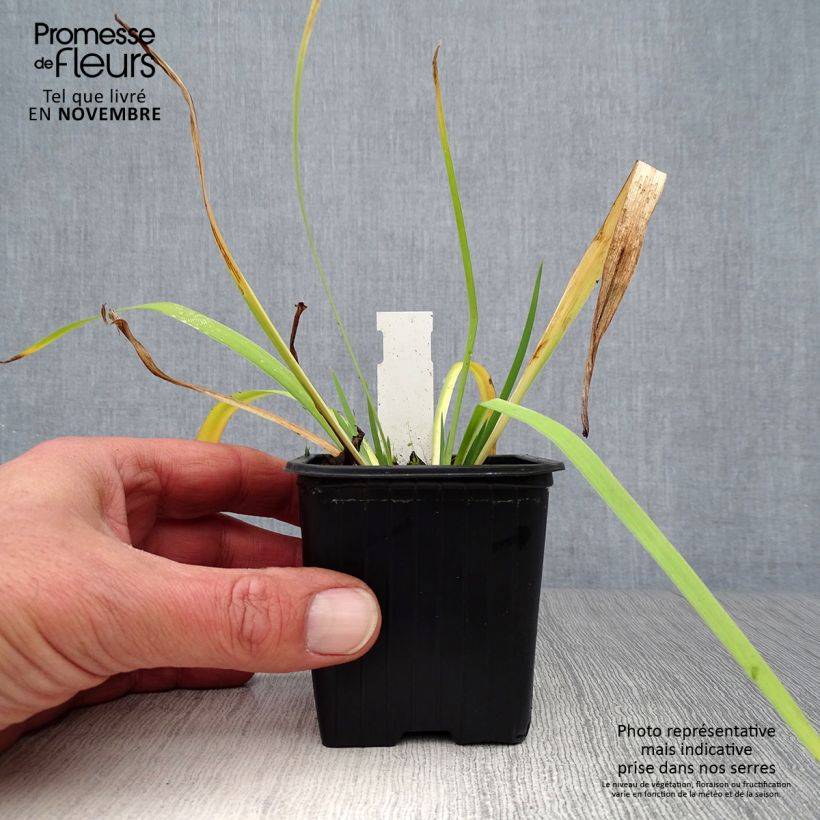Spécimen de Iris versicolor - Iris versicolore Godet de 8/9 cm tel que livré en automne