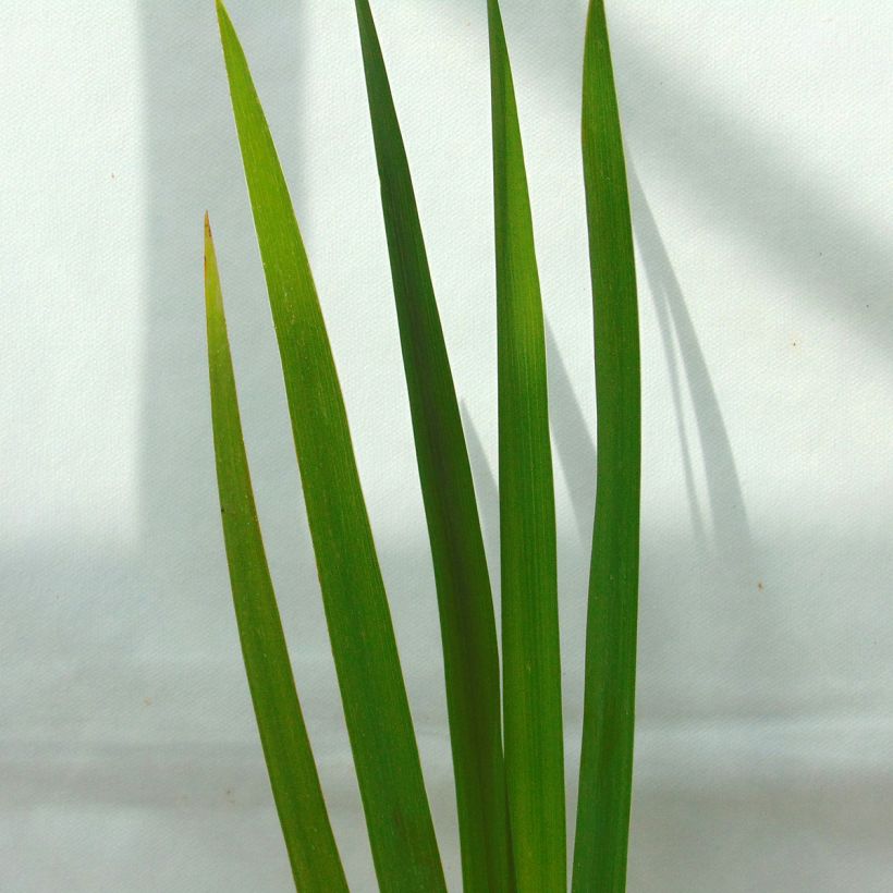 Iris versicolor Kermesina - Iris des marais (Feuillage)