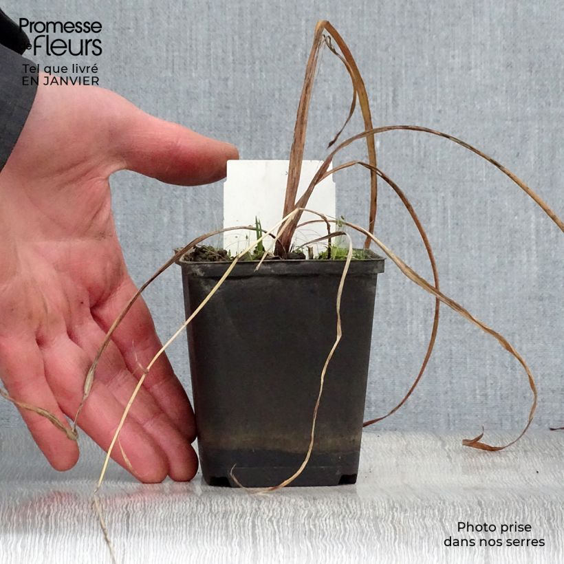 Spécimen de Iris versicolor Kermesina - Iris des marais Godet de 8/9 cm tel que livré en hiver