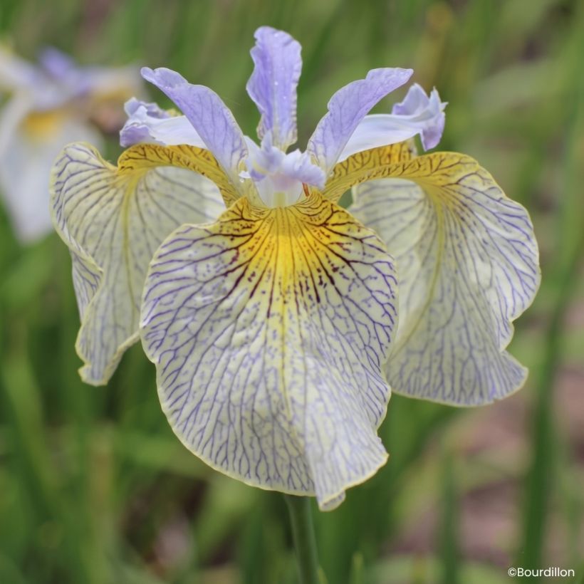 Iris Ally Oops - Iris d'eau (Floraison)