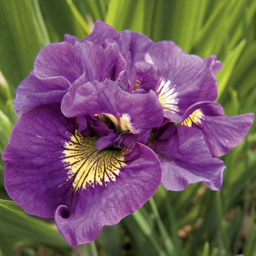 Iris de Sibérie - Iris sibirica Double Standard (Floraison)