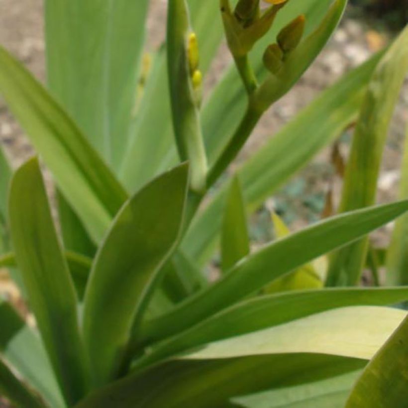 Iris domestica - Belamcanda chinensis - Iris tigré (Feuillage)