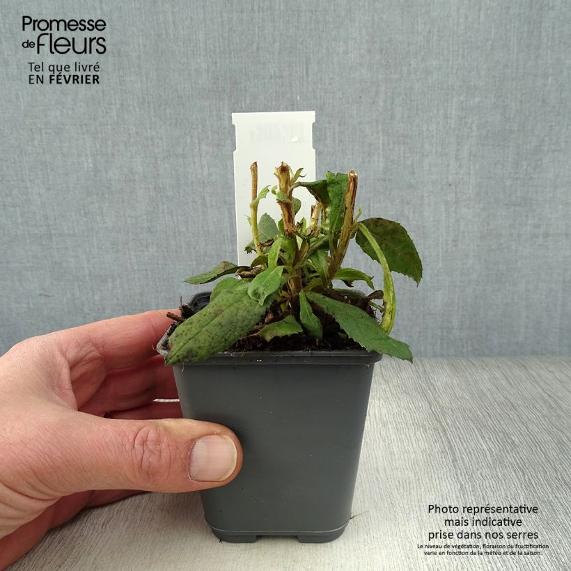 Spécimen de Isoplexis hybride Bella - Digitale des Canaries Godet de 8/9 cm tel que livré en hiver