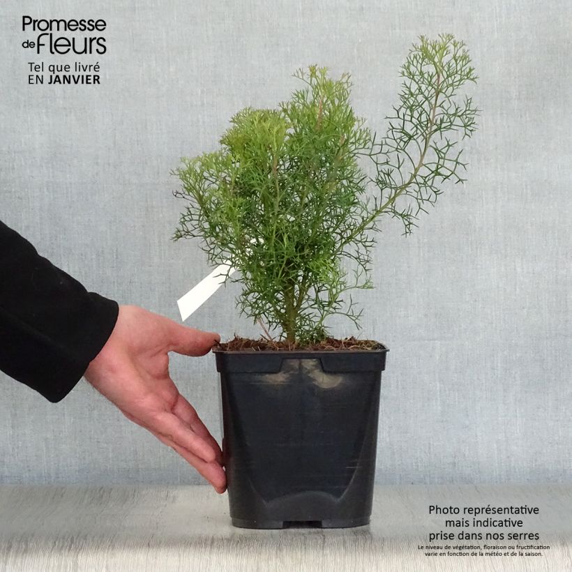 Spécimen de Isopogon formosus Pot de 3L/4L tel que livré en hiver