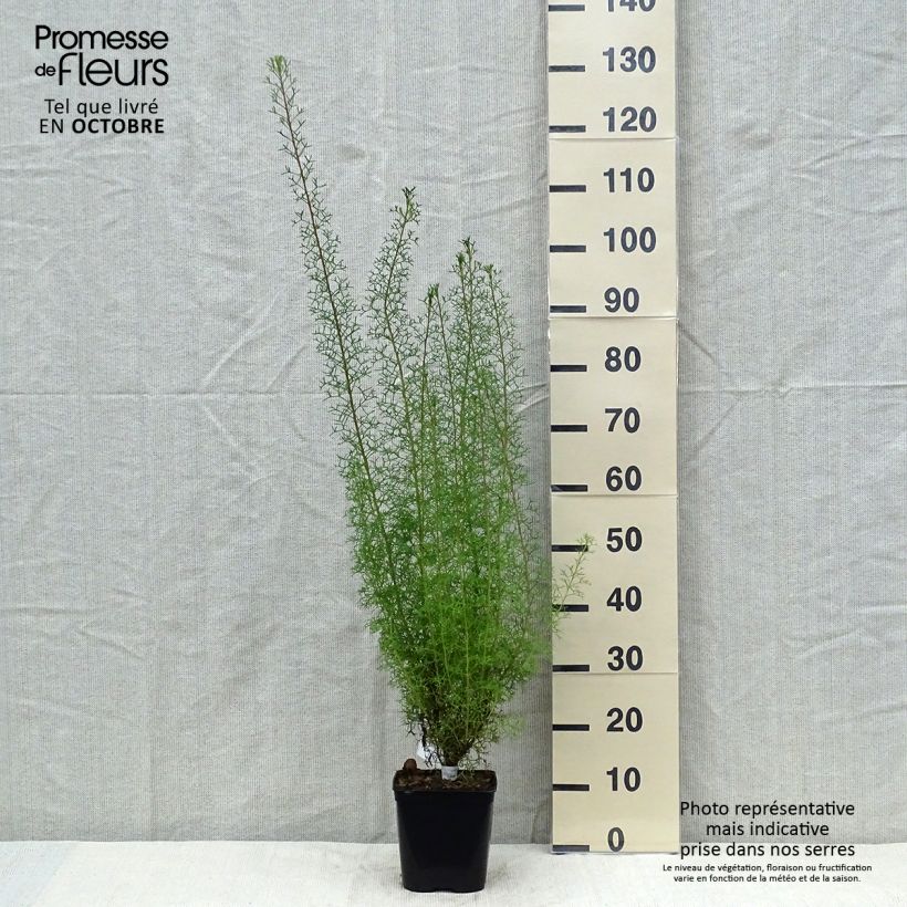 Spécimen de Isopogon formosus Pot de 3L/4L tel que livré en automne