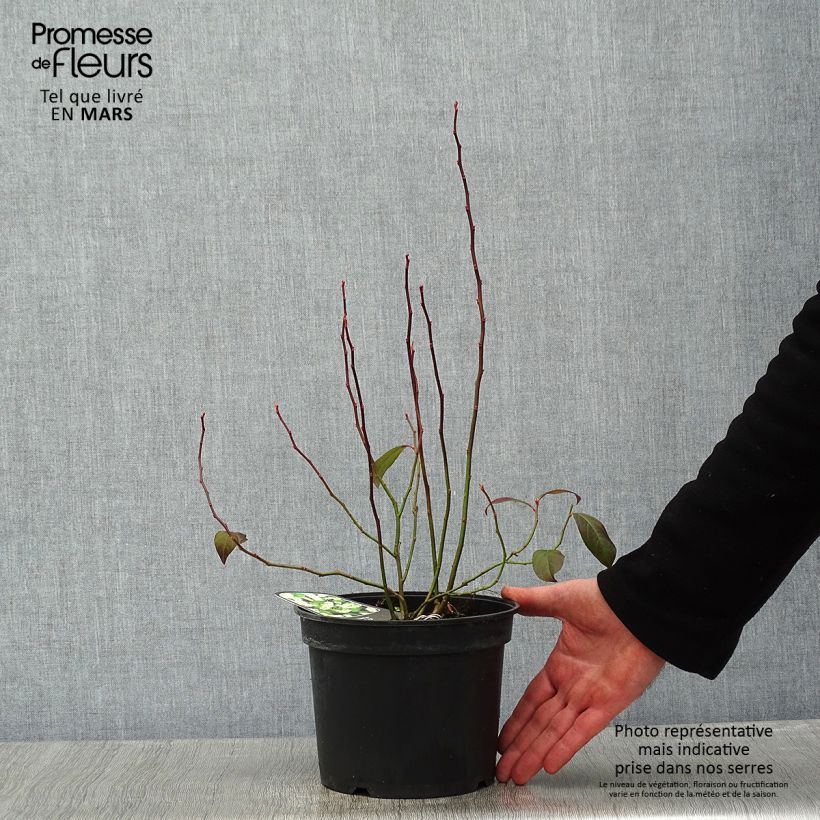 Spécimen de Itea virginica - Itéa de Virginie Pot de 3L/4L tel que livré en hiver