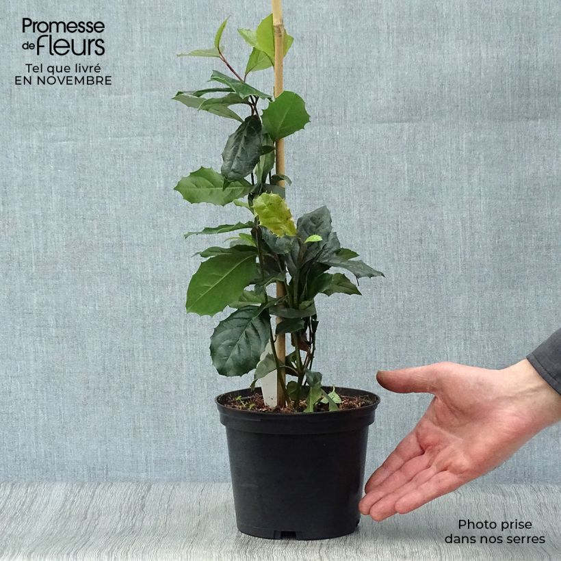 Spécimen de Itea ilicifolia Pot de 2L/3L tel que livré en automne