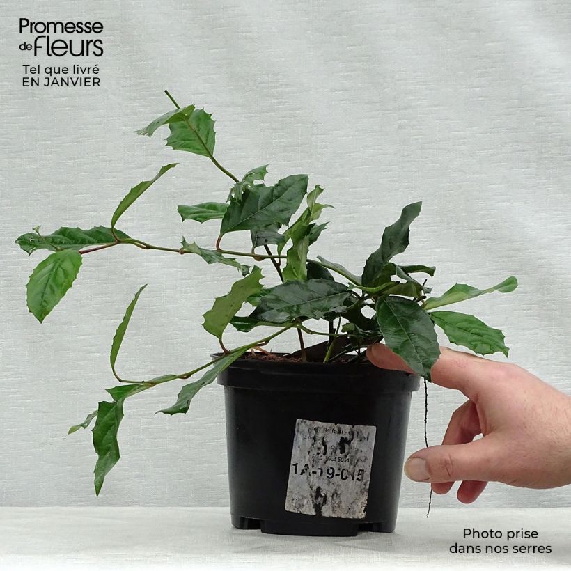 Spécimen de Itea ilicifolia Pot de 2L/3L tel que livré en hiver