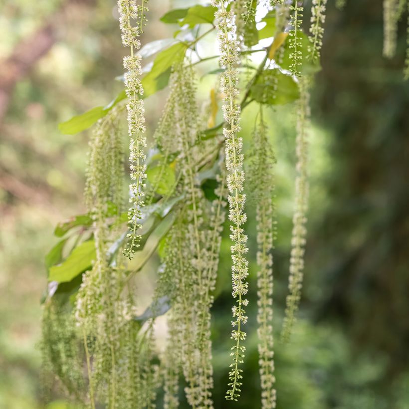 Itea ilicifolia (Floraison)