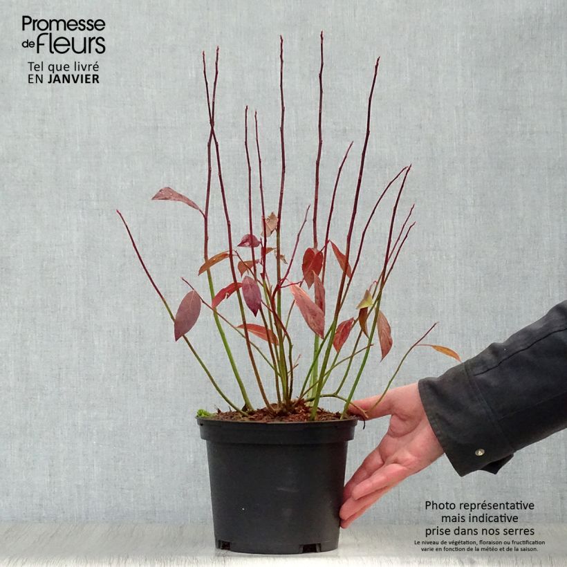 Spécimen de Itea virginica Henry's Garnet - Itea de Virginie Pot de 2L/3L tel que livré en hiver