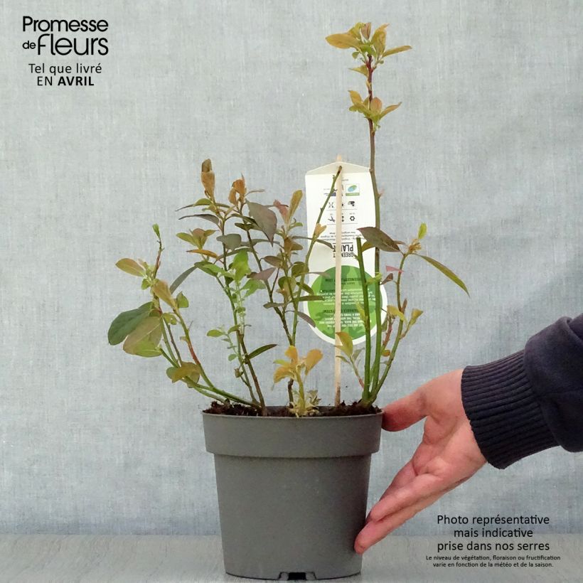 Spécimen de Itea virginica Henry's Garnet - Itea de Virginie Pot de 2L/3L tel que livré au printemps