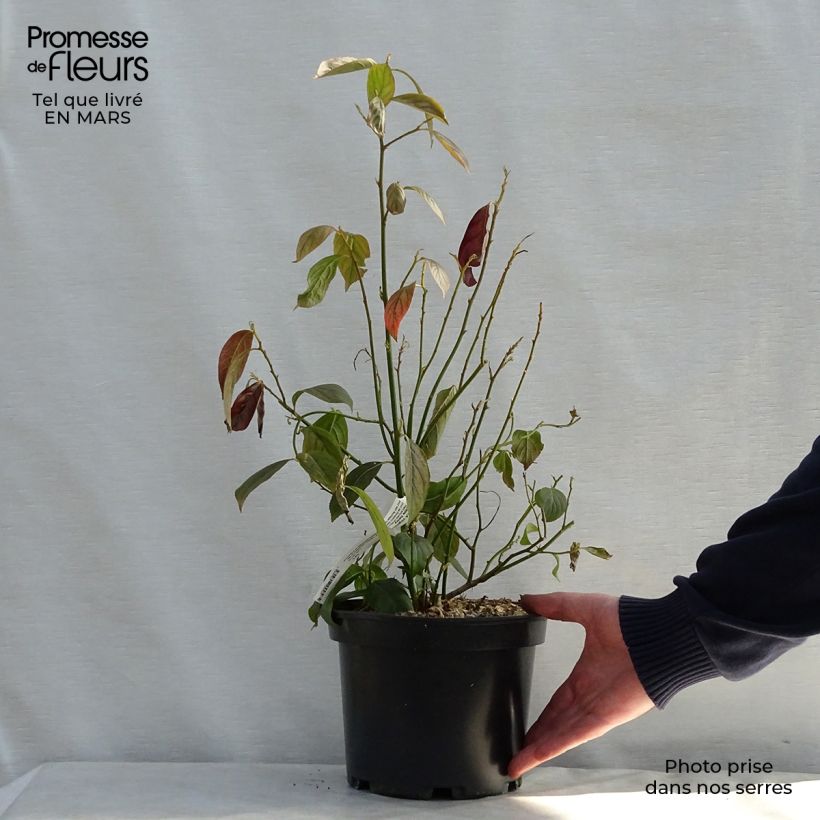 Spécimen de Itea virginica Little Henry - Itéa de Virginie Pot de 3L/4L tel que livré au printemps