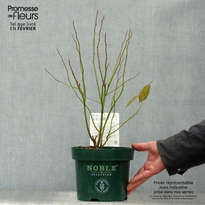 Spécimen de Itea virginica Little Henry - Itéa de Virginie Pot de 3L/4L tel que livré en hiver