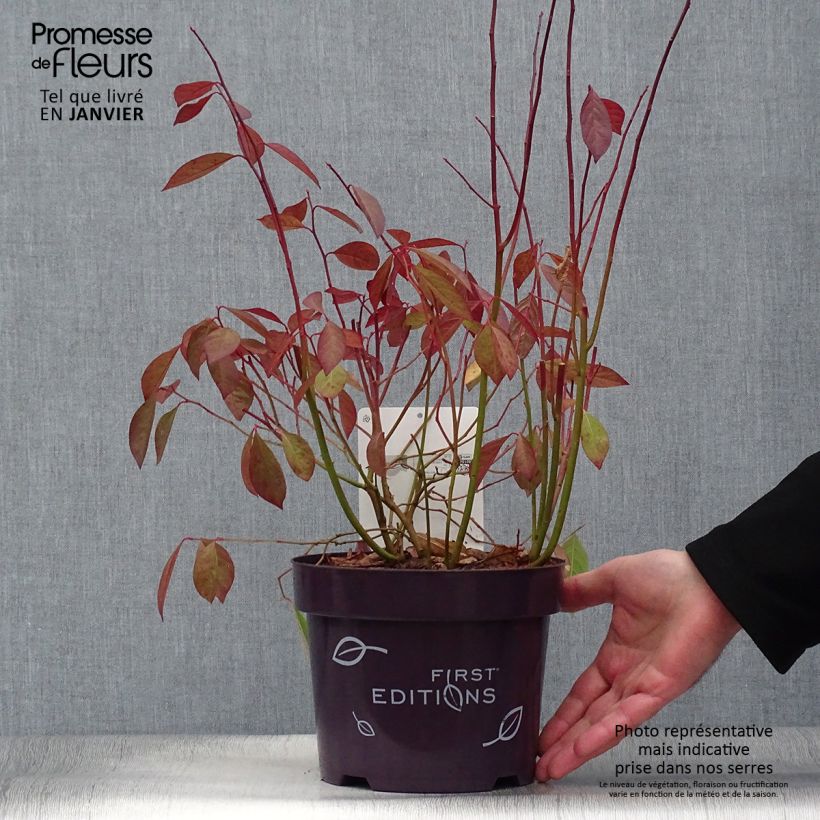 Spécimen de Itea virginica Love Child - Itéa de Virginie Pot de 2L/3L tel que livré en hiver