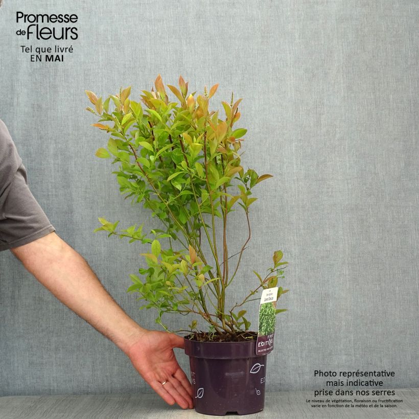 Spécimen de Itea virginica Love Child - Itéa de Virginie Pot de 2L/3L tel que livré au printemps