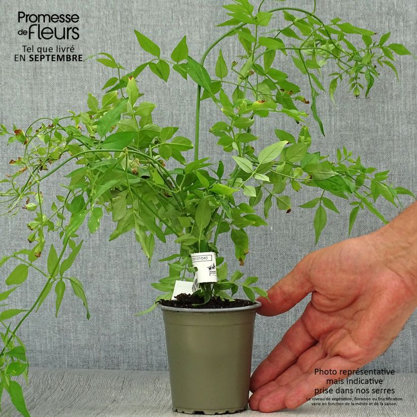 Spécimen de Jasmin officinal - Jasminum officinale Godet de 8/9 cm tel que livré en automne