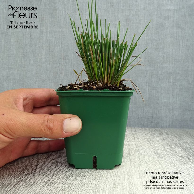Spécimen de Juncus inflexus Blue Dart - Jonc glauque Godet de 8/9 cm tel que livré en automne