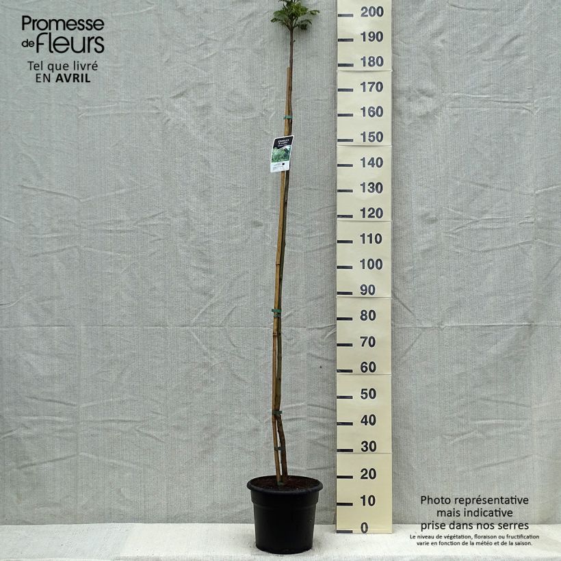 Spécimen de Jacaranda mimosifolia - Flamboyant bleu Pot de 7,5L/10L tel que livré au printemps