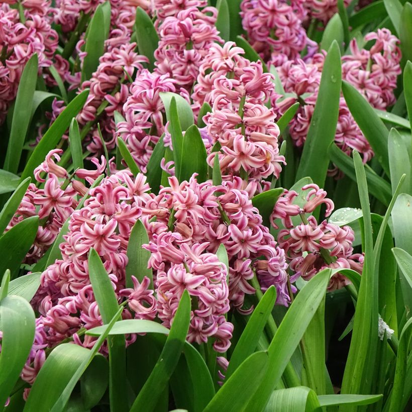 Jacinthe Anna Liza (Floraison)
