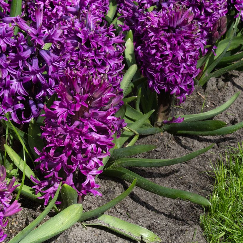 Jacinthe Purple Sensation (Floraison)