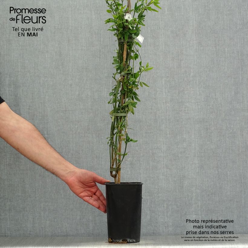 Spécimen de Jasmin - Jasminum humile Revolutum Pot de 3L/4L, Echelle tel que livré au printemps