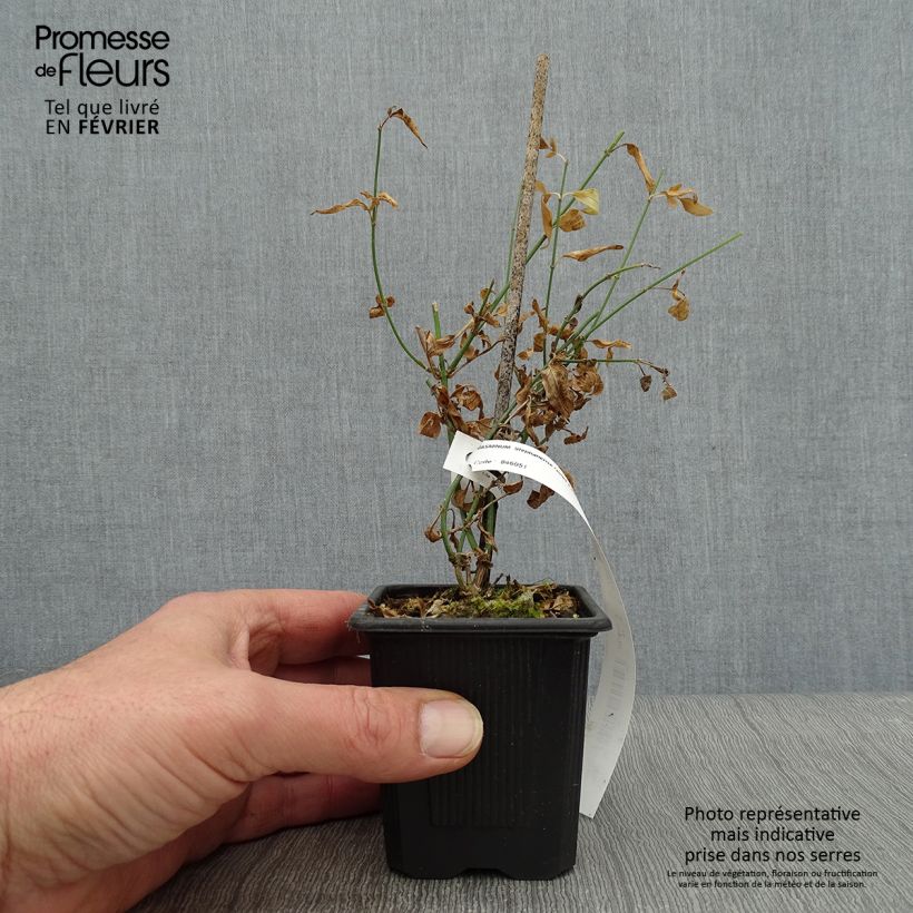 Spécimen de Jasmin - Jasminum stephanense Godet de 8/9 cm tel que livré en hiver
