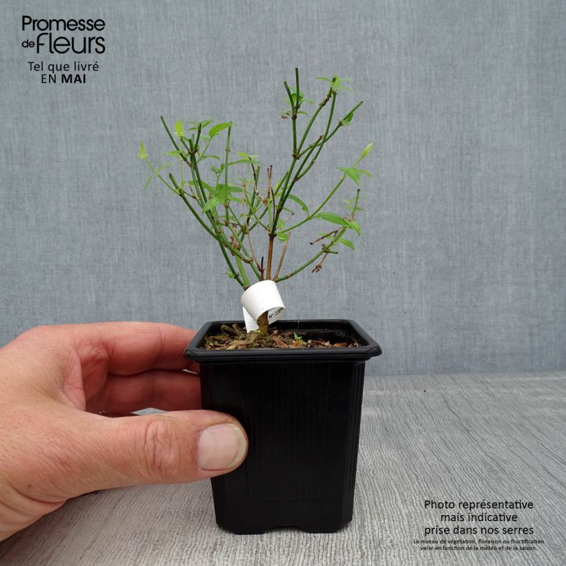 Spécimen de Jasmin - Jasminum stephanense Godet de 8/9 cm tel que livré au printemps