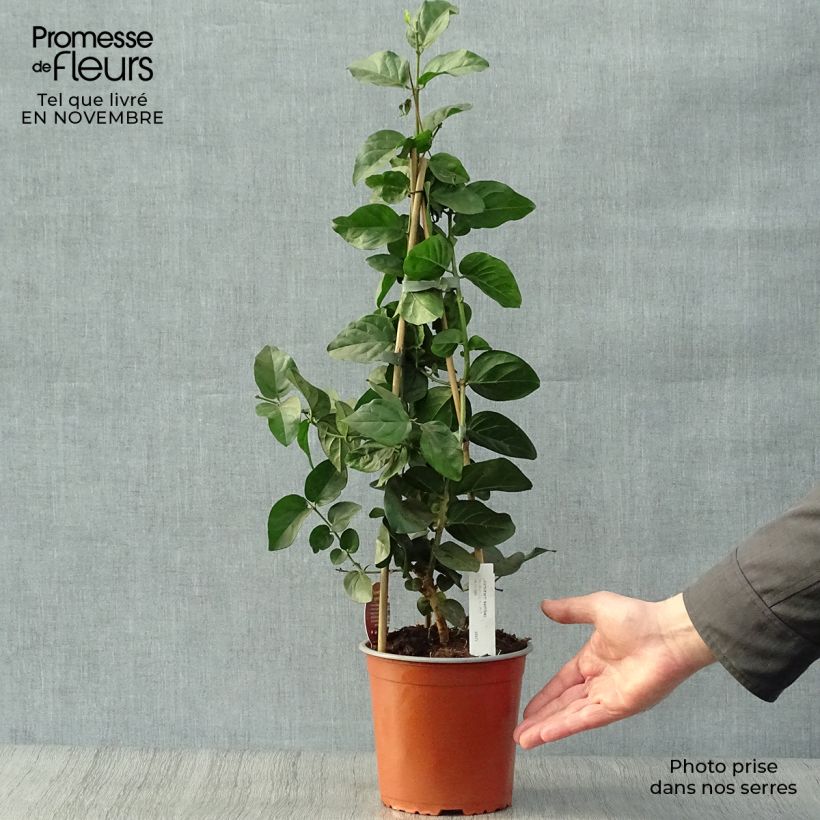 Spécimen de Jasmin d'Arabie - Jasminum sambac Pot de 2L/3L tel que livré en automne